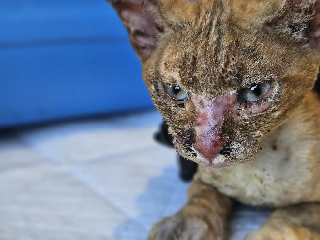 Eles não podem pedir ajuda… mas precisam de você